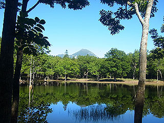 6月は沼が見られます