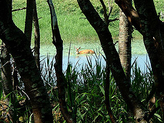 湖で涼む鹿