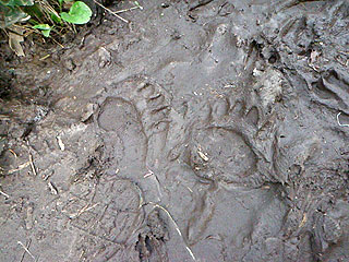 熊と鹿の足跡です